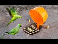 Easy bird trap  easy underground parrot bird trap using bottle fall down to deep holebirdtrap