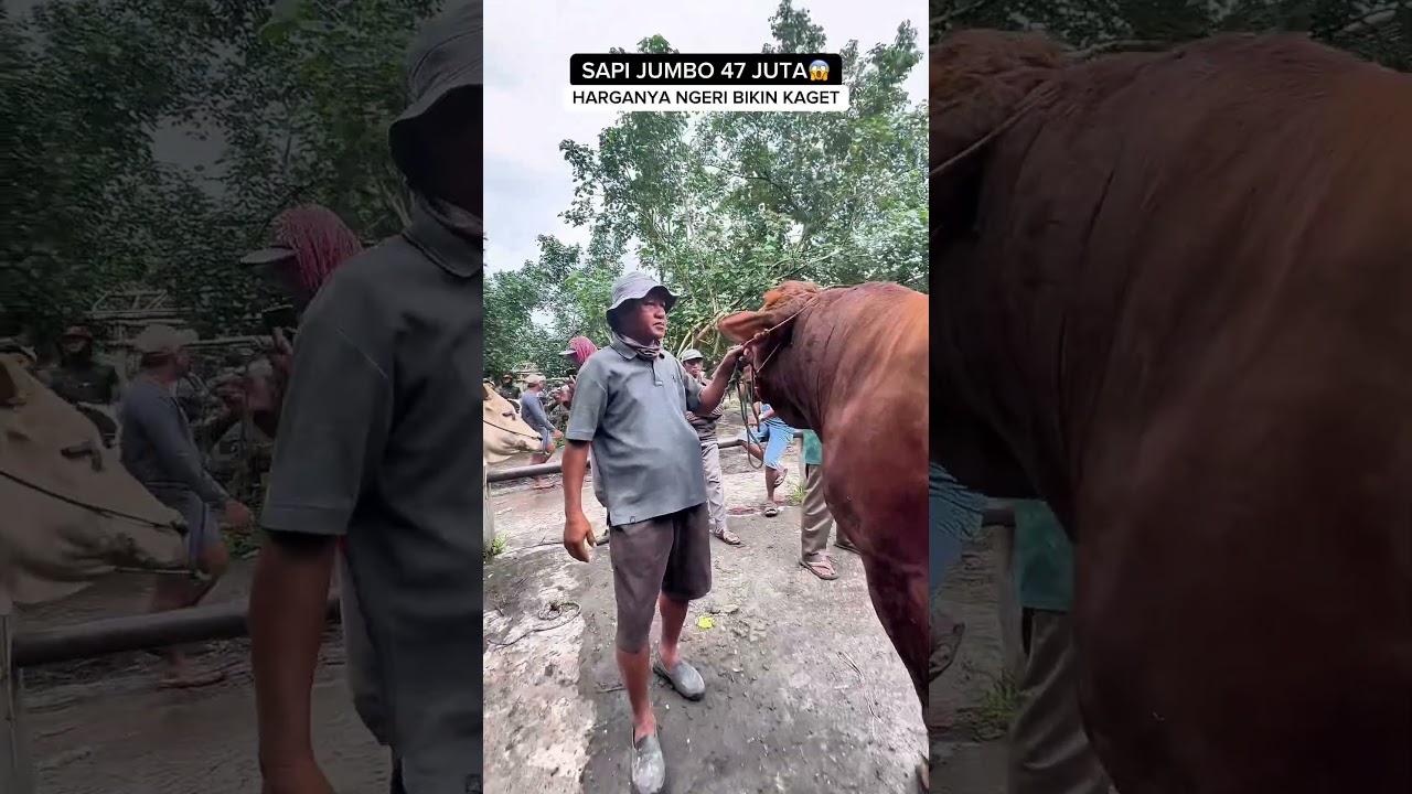 SAPI JUMBO ADA HARGA 47 JUTA🔥BANDROLNYA BIKIN KAGET #sapi #super #jumbo #raksasa #viral #fyp