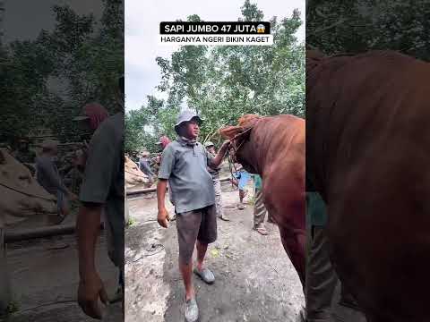 SAPI JUMBO ADA HARGA 47 JUTA🔥BANDROLNYA BIKIN KAGET #sapi #super #jumbo #raksasa #viral #fyp
