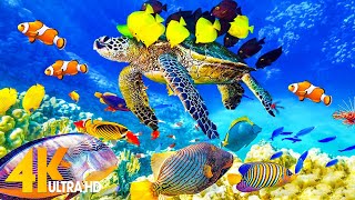 The Ocean 4K  Sea Animals for Relaxation, Beautiful Coral Reef Fish in the Ocean (4K ULTRA HD)