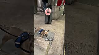 走在路上偶遇走失一年狗狗，下一秒直接泪崩😭