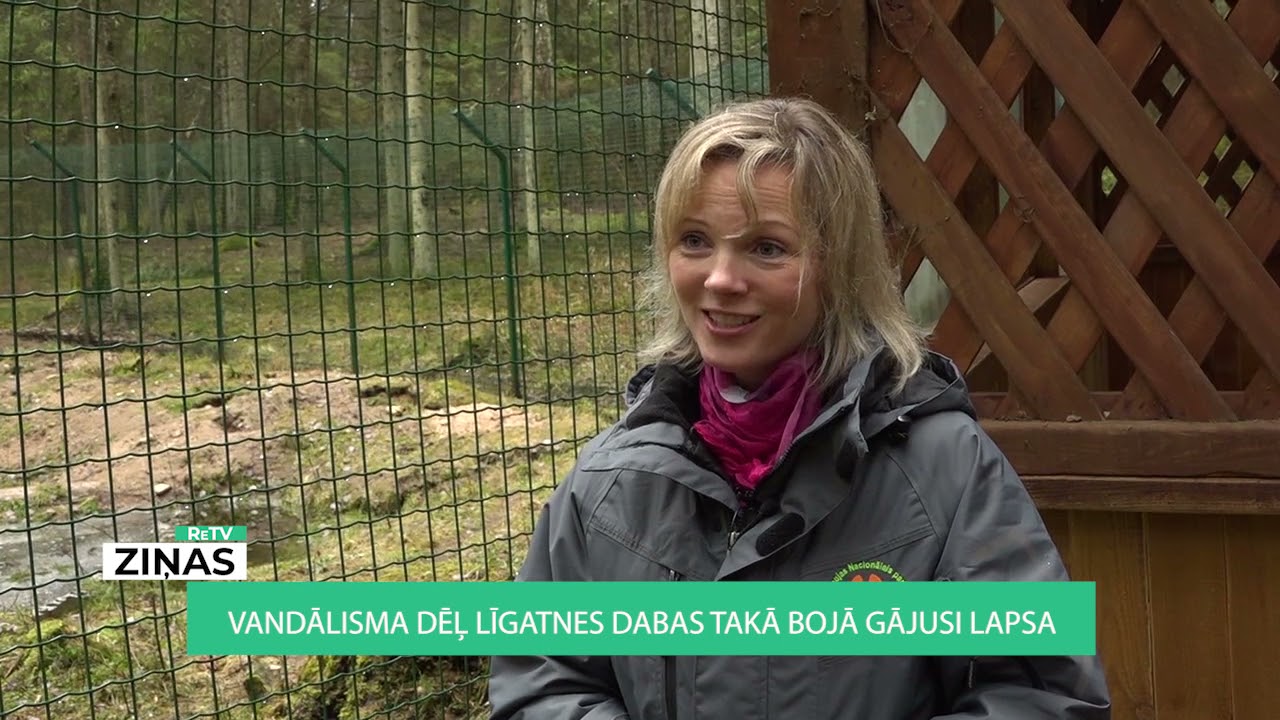 ReTV: Vandālisma dēļ Līgatnes dabas takā bojā gājusi lapsa