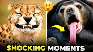 Incredible Animal Moments Caught on Camera | Compilation Video by Makoree Pet Corner 2,161 views 4 months ago 8 minutes, 8 seconds