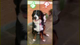 Esse comportamento mostra adaptação 🔄 #shorts #pets