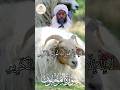 ف ت ع ال ى الل ه ال م ل ك ال ح ق الشيخ حسن ادريس محمود  