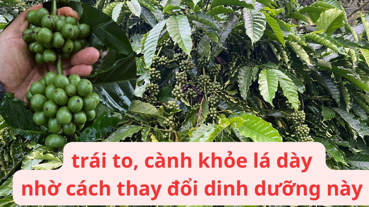 Bất ngờ khi vườn cà phê Trái to, cành mập, lá dày khi chỉ làm một thao tác nhỏ này #caphe #kythuat
