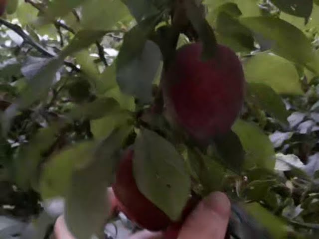 bladee - reality surf (fruit music video)
