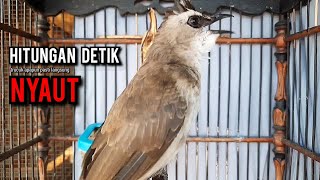 trucukan gacor TARUNG ROPEL PANJANG pancingan trucukan agar bunyi jadikan burung trucuk gacor NYAUT