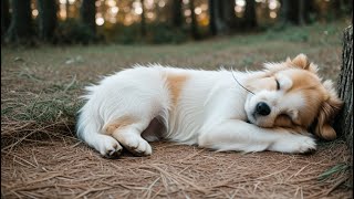 강아지안정음악 ☁ 강아지가좋아하는소리, 스트레스완화, 불리불안, 편안함, healing, comfortable, a dog's favorite, puppy stable music