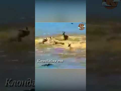 Жёсткая пищевая цепь. Видео диких животных в диком мире.