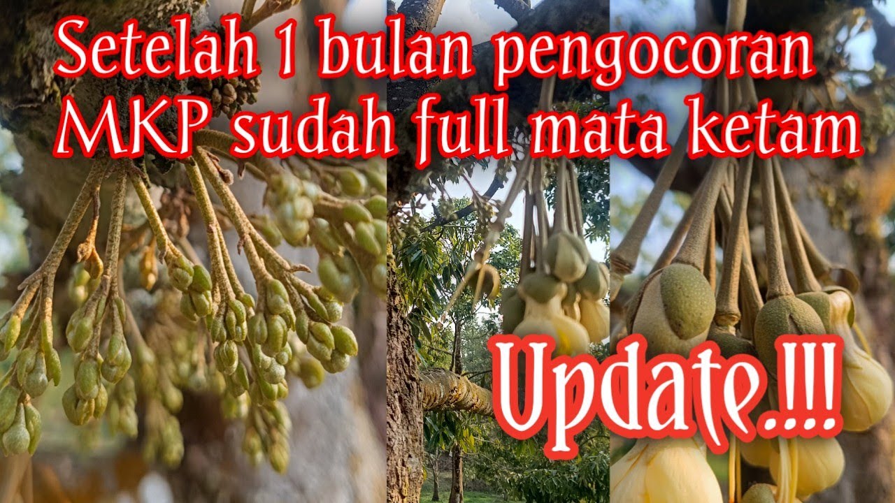Update..!!! Mata ketam muncul serentak setelah 1 bulan lalu kocor MKP ( rumbai pku riau)