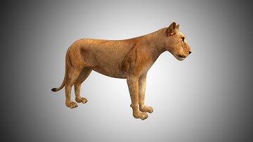 LIONESS 3D MODEL RIGGED AND LOW POLY AR VR VFX Game Ready Modelness3d