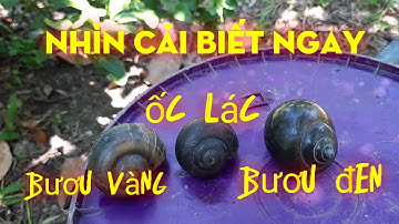 Cách phân biệt ốc bươu vàng, ốc lác , ốc bươu đen #Nghề nông miền tây