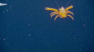 Swarm Of Squid And Squat Lobsters In The Water Column Nautilus Live