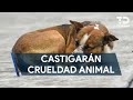 Congreso de NL aprueba castigar hasta con 4 años de prisión la crueldad animal