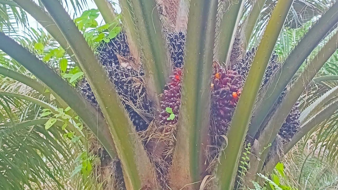 Kenapa ya banyak yg gak suka themba ? #themba