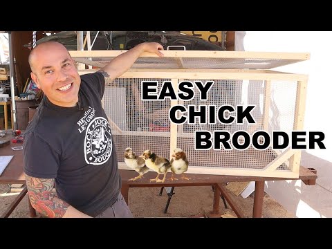 Video: Knoflík pro kuřata pro kutily. Jak vyrobit líheň pro kuřata? Brooder kresby pro kuřata