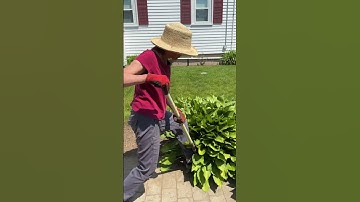 How To Divide Overgrown Hostas
