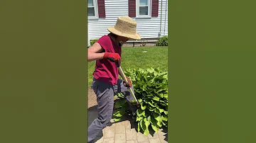 How To Divide Overgrown Hostas 