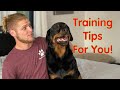 Rottweiler Training: How to Build Trust