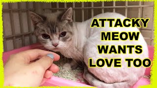 Adopting an Aggressive Cat Abandoned by Owner Twice (aka the "bad cat")