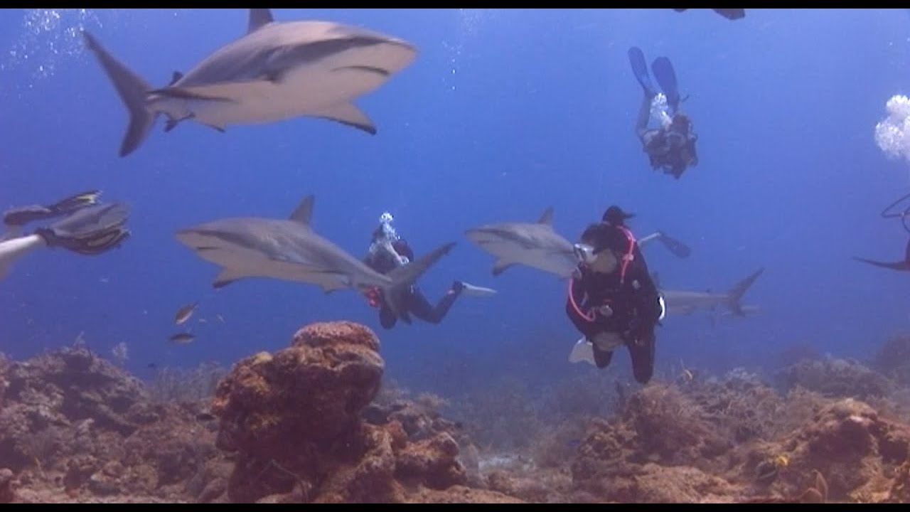 Shark Dive Roatan, Honduras May 2022 YouTube