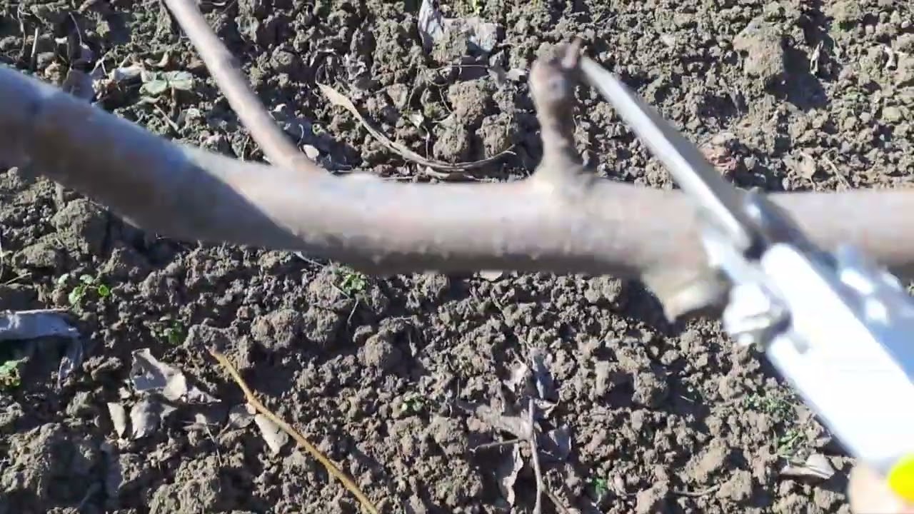 Детальна обрізка старої Груші на врожай з результатом