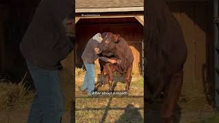 It Was Love At First Sight When These Rescue Cows Met 🥹🥹