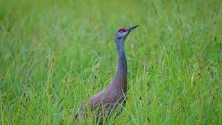 Lesser Sandhill Crane feeding, Anchorage, July13, 2022