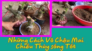 Những Cách Vô Chậu Phôi Mai Chiếu Thủy Đơn Giản Dể Sống.