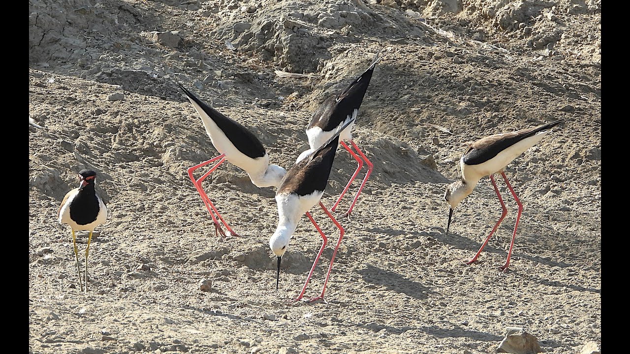 GUDA AGAIN  VISITORS