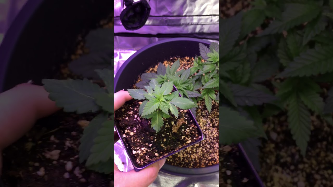 8 tops nice , Female Purple kush plant