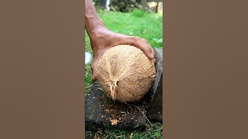Technique for opening old coconut from its shell