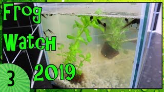 SNAILS FOR THE TANK - Frog Watch 2019 [3]