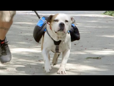 Video: Pudgy vyresni šunys: kaip juos gauti formoje