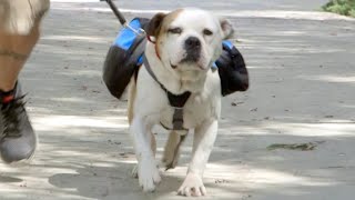 Getting a Bulldog into Shape! screenshot 2
