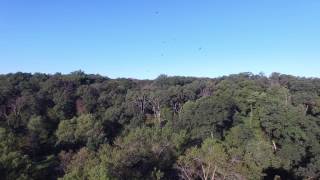 Kevins Drone Adventures Birds Thomas Mitchel Park