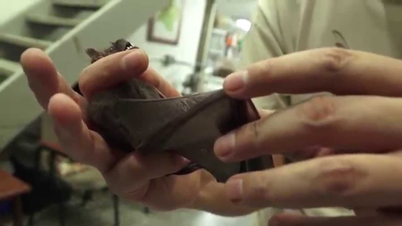 Investigando Murciélagos