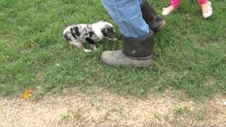 Mini Aussies for sale in Texas