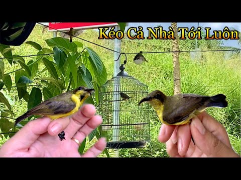 Video Đang Thả Chim Đỗ Quyên Vào Chuồng AVI Thì Cả Nhà Chim... - youtube