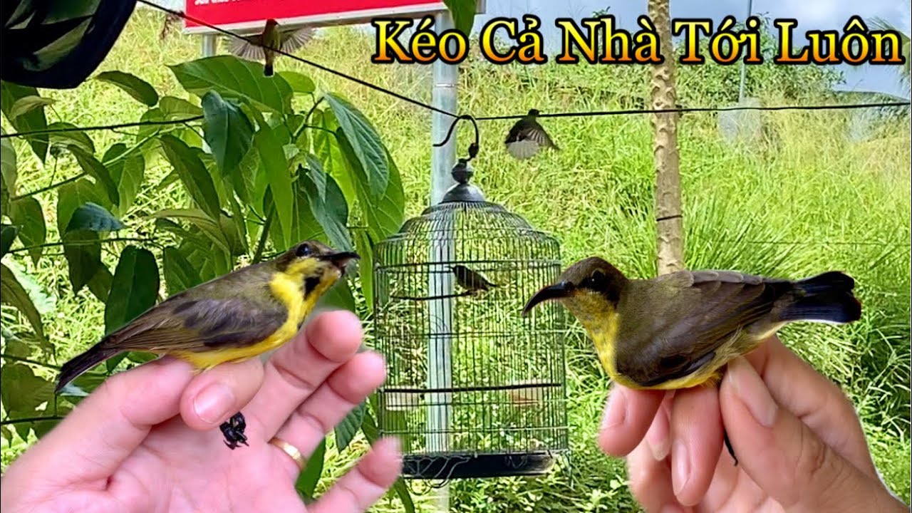 Đang Thả Chim Đỗ Quyên Vào Chuồng AVI Thì Cả Nhà Chim Hút Mật 5 Màu Kéo Đến | Chiểu Trần Vlog
