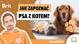 RADZIMY: Jak zapoznać psa z kotem? - Brit Polska