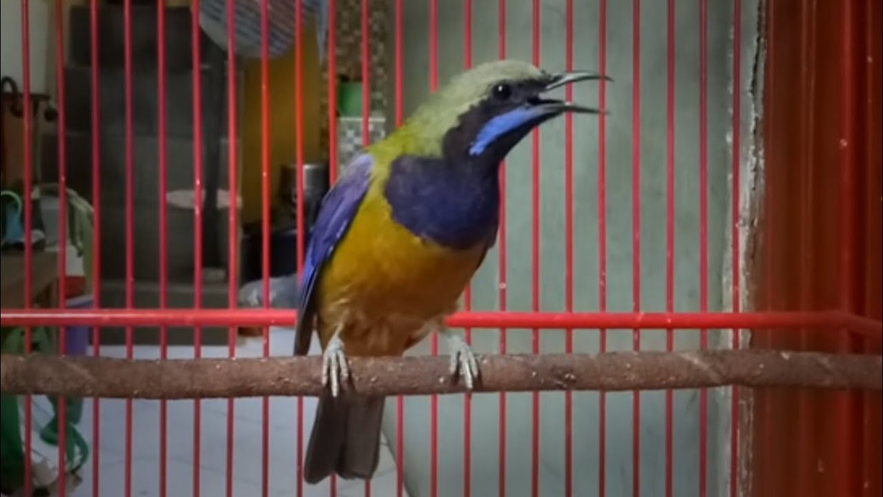 cungkok super gacor cocok buat masteran