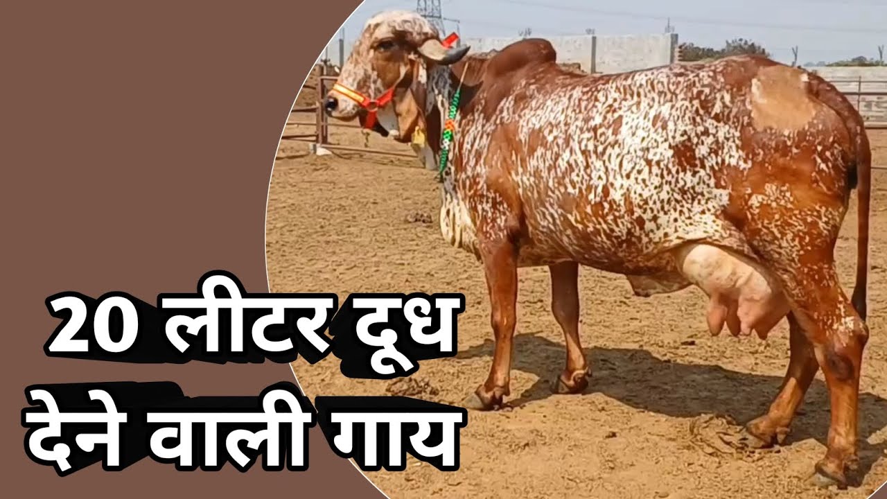 20 liter milk cow 20 liter milk cow price YouTube