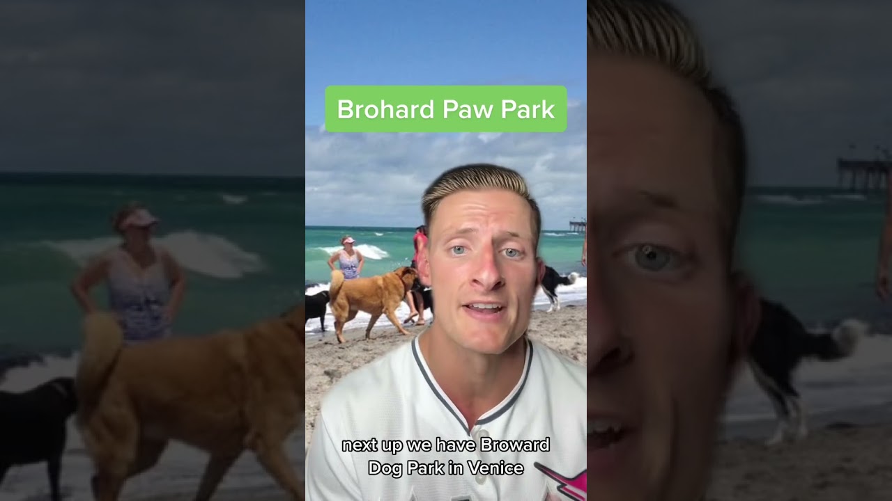 The Best Dog Beaches In Florida 