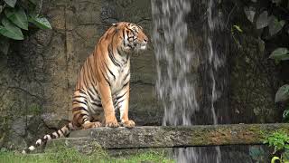 A closeup of a tiger sitting by a waterfall.