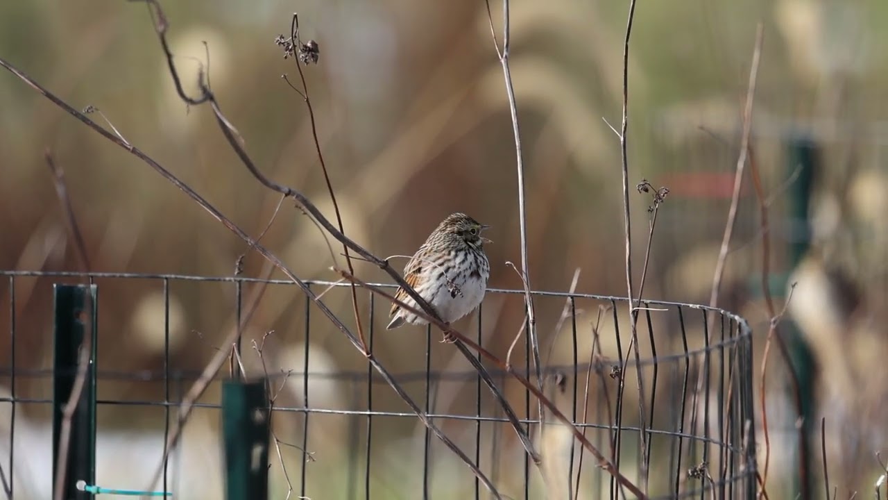 Savannah Sparrow