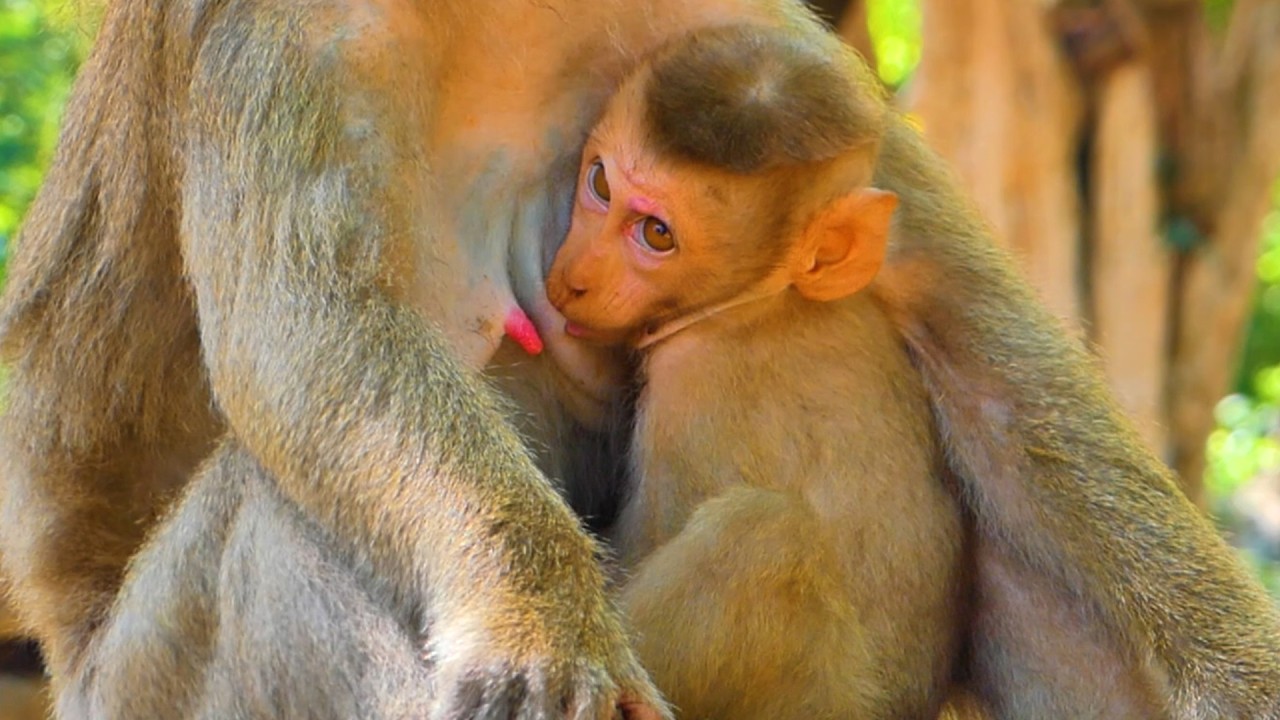 OH! 🥰 Little Monkey Lynx Looks So Comforted While Mom Cuddles & Feeds Him