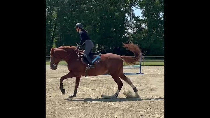 LAND SHARK schooling