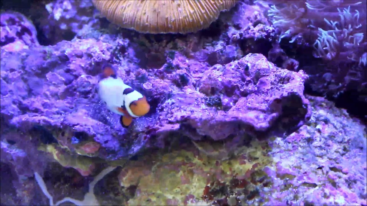 camera iphone 8 plus apk 人工黑卡索小丑和人工雪印小丑Black picasso Percula Clownfish & Snow Flake Ocellaris Clownfish(Captive-Bred)2K
